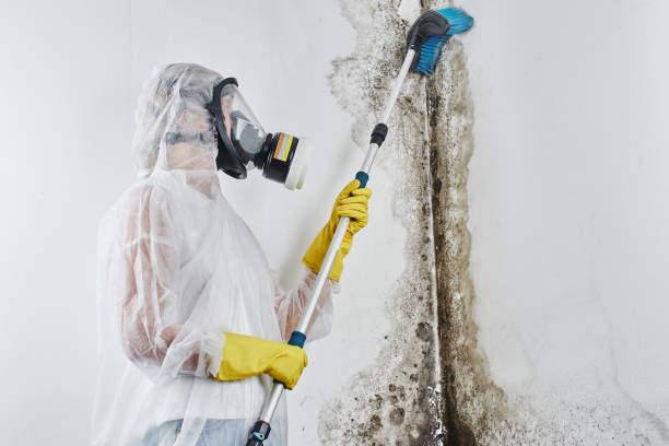 Pomona, CA Mold Removal Company